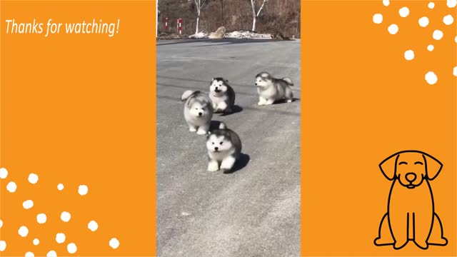 Funniest And Cutest Puppies