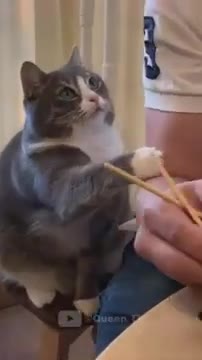 Funniest Animals - Best Of The 2021 Funny Animal Videos #2 Super Funny Dog Videos