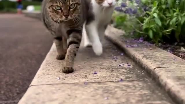 "Let's take a walk💕😻🌸"