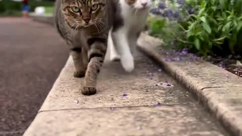 "Let's take a walk💕😻🌸"