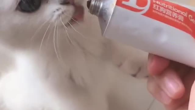 Charming Cats and Meowing Meow Kittens