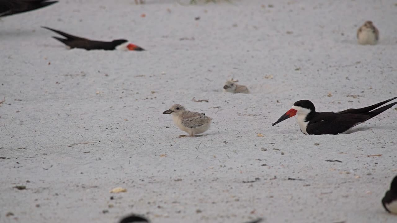 Cute Black Skimmer Baby