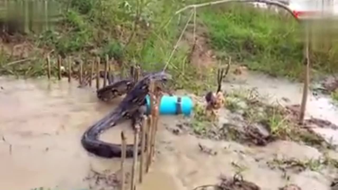 Thats a big snake