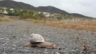 What a snail does