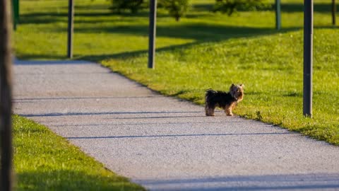 Small Dog Walking Down The Path in Park