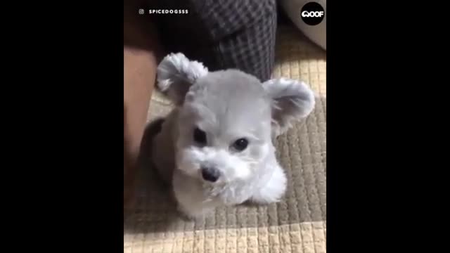 Nunca había visto tan lindos animales bebés Recopilación de videos momento más lindo de los animales