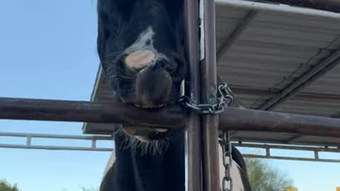 Horse Moves Lips in Funny Way While Clamping Teeth on Gate At Barn