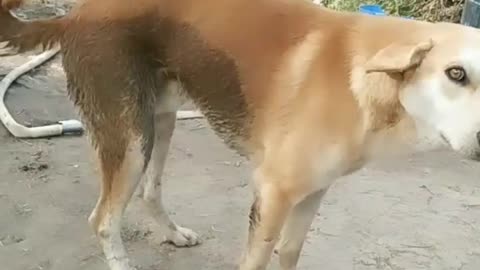 Dog Hit Dance