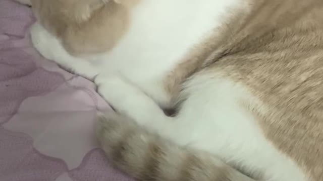 This Cat Has A Short Cat.