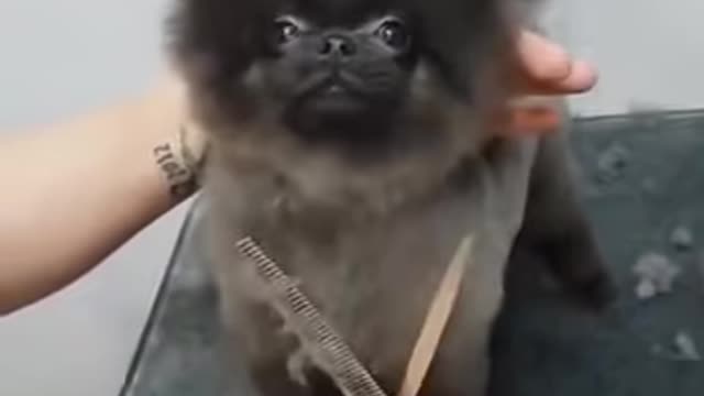 Dog dancing to music while getting a haircut