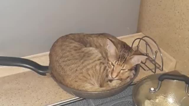 cat in a pan