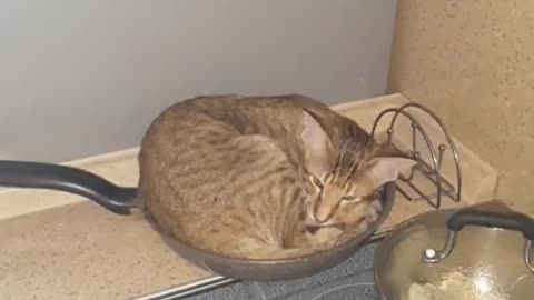 cat in a pan