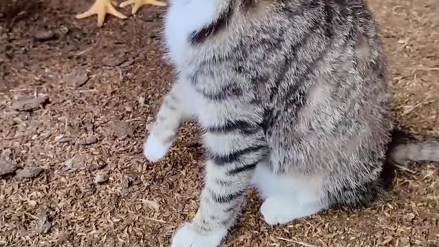 cat bullied by hens