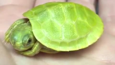 This mini green turtle is adorable