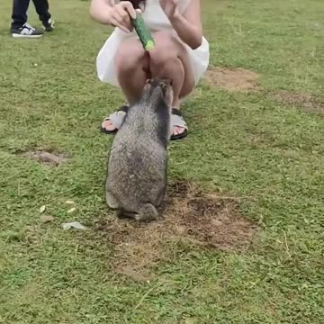 Cute Wild animal bobak marmot or prairie dog 45