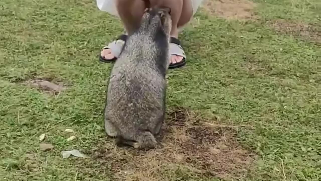 Cute Wild animal bobak marmot or prairie dog 45