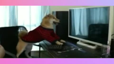 TRY NOT TO LAUGH FUNNY DOGS 🐶 AND CATS 🐈