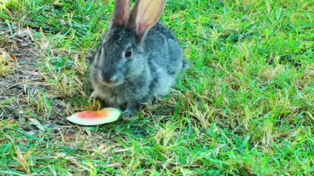 Cute cat and cute corgi video