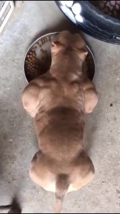 THE MOST MUSCULAR DOG BREEDS