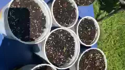 Derek hunter & Derek hunter / sedrek hunter