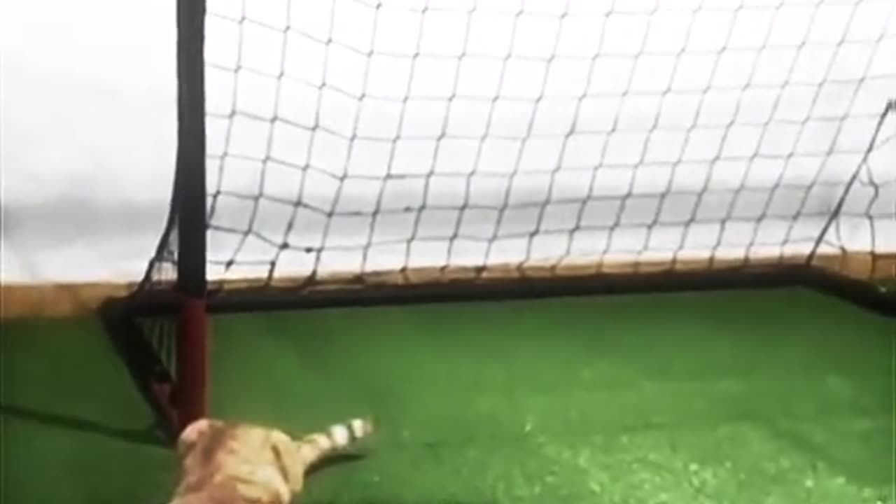 The best cat goal Keeper in the world.