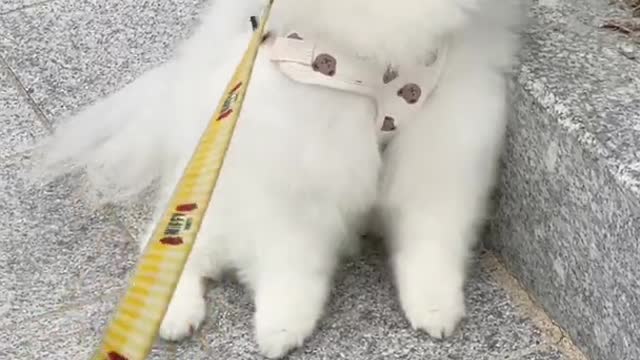 6년동안 주인을 너무 잘 파악한 강아지