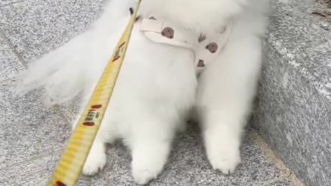 6년동안 주인을 너무 잘 파악한 강아지