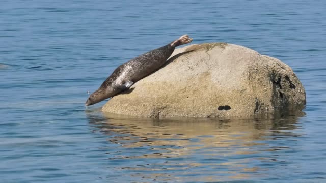 Cute seal | Funny seal