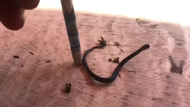 Teeny tiny Snake