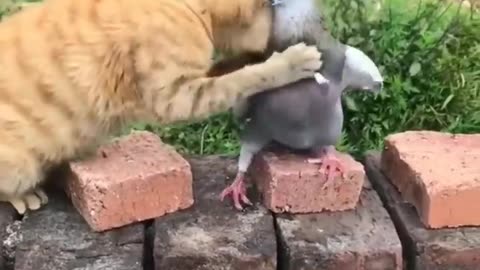 Funny Animals videos clips 😂😂