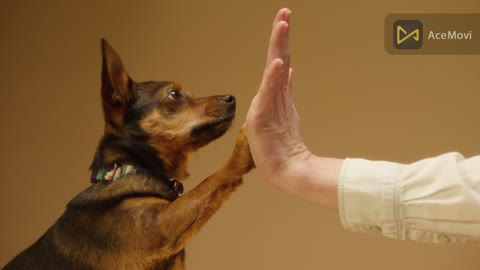 woman and cute dog