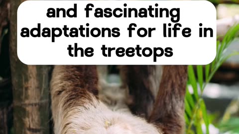 "Slow and Steady: The Fascinating World of Sloths"