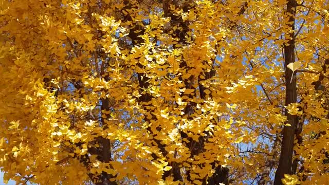 raining Ginkgo leaves