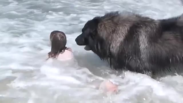 Dog 'Saves' His Little Girl From The Ocean | The Dodo