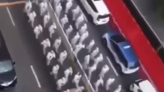 Exército chinês contra a população👀