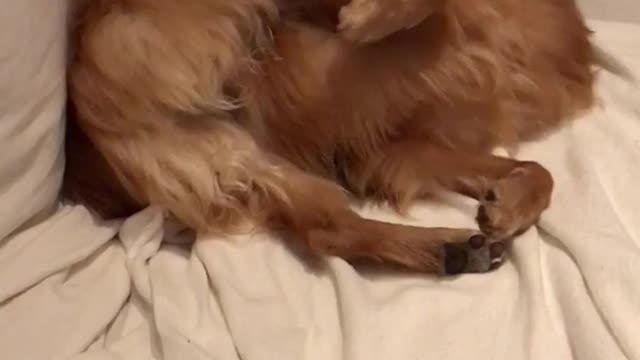 Brown dog biting paws on bed