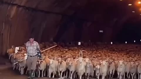 Like that piper of Hamilion the sheep are being led away
