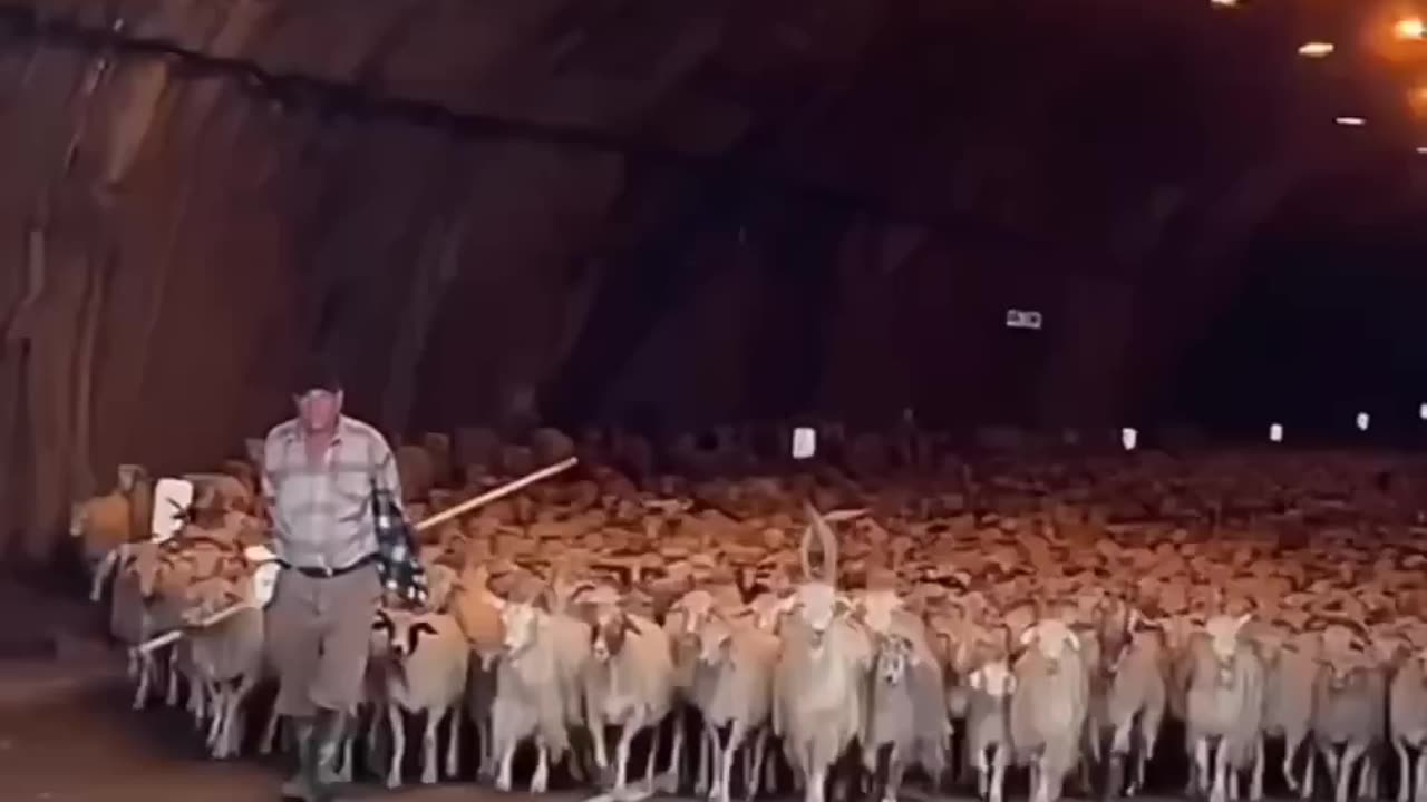Like that piper of Hamilion the sheep are being led away