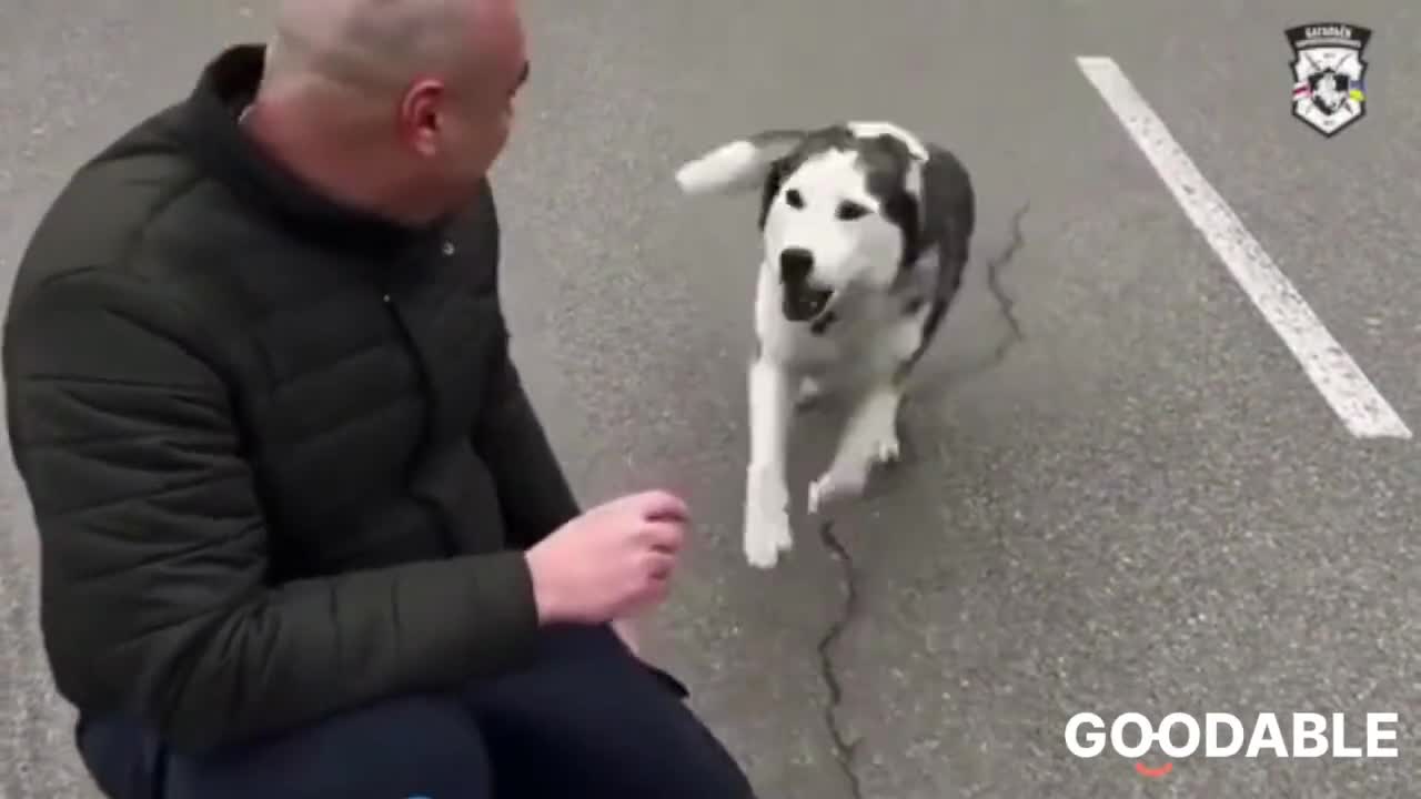 During heavy fighting in Ukraine, this dog was separated from his owner.