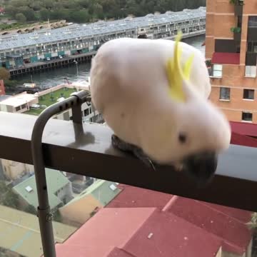 The cockatiel bird is angry and does not want to say hello to its owner