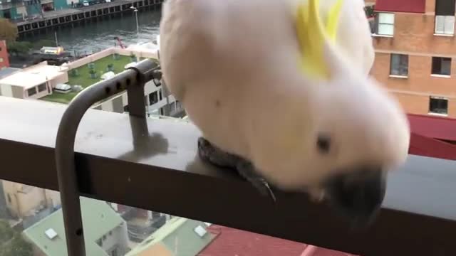 The cockatiel bird is angry and does not want to say hello to its owner