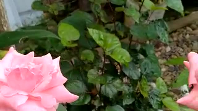 My Sweet Garden