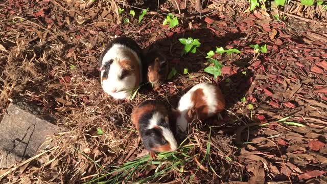 A rabbit family shares a meal together FHD