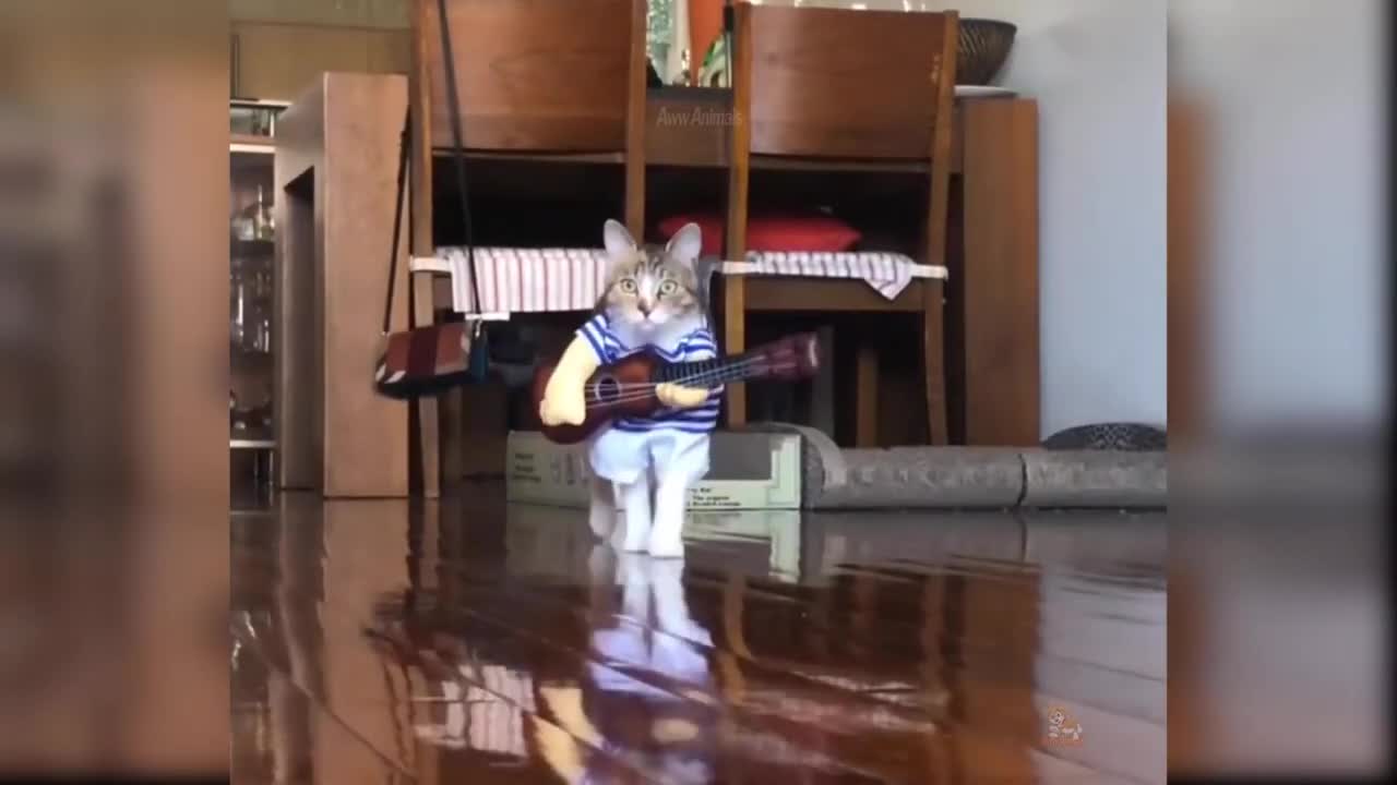 animals compilation videos