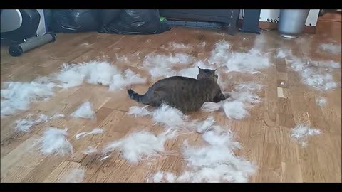Funny video