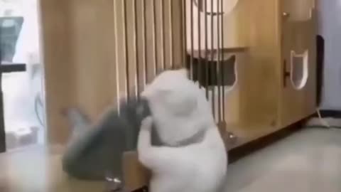 "Fur-nado Funnies: Hilarious Cat Fights That Will Leave You in Stitches!"