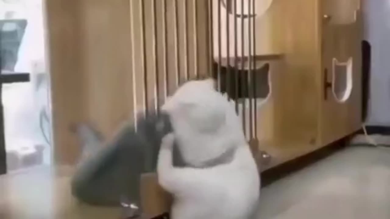 "Fur-nado Funnies: Hilarious Cat Fights That Will Leave You in Stitches!"