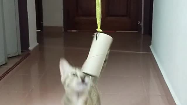 cat reaching and playing with a ha