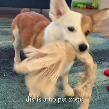 Corgi is serious about play time