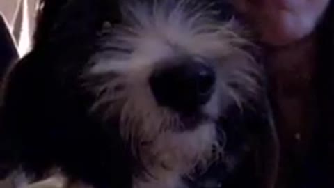 Black white dog puts face next to his owner while she talks